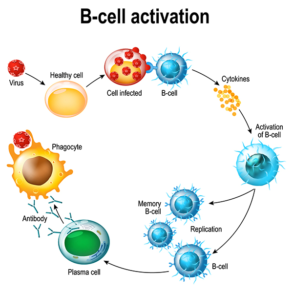 B-Cell Activation. Once B cells are activated, they become plasma cells that produce antibodies in response to an antigen. They can also become memory cells that remember the antigen so the immune system can quickly identify and fight it in the future.