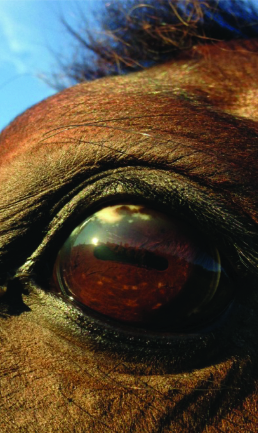 After Transfer Factor Consumption. Horse with eye cancer.