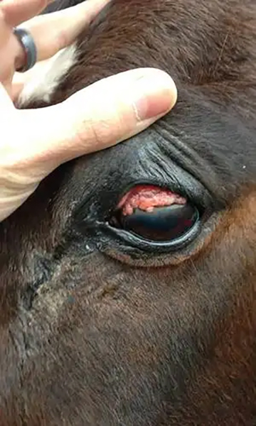 Before Transfer Factor Consumption. Horse with eye cancer. Image one.