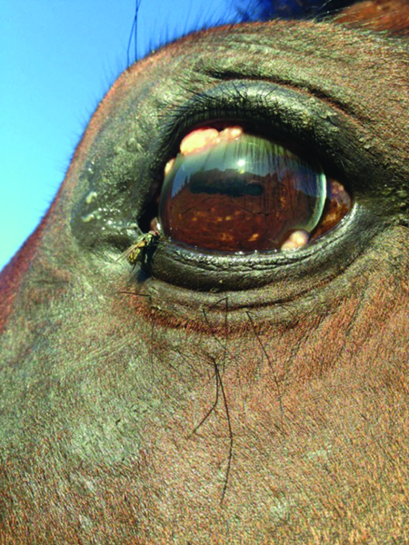 During Transfer Factor Consumption. Horse with eye cancer. Image two.